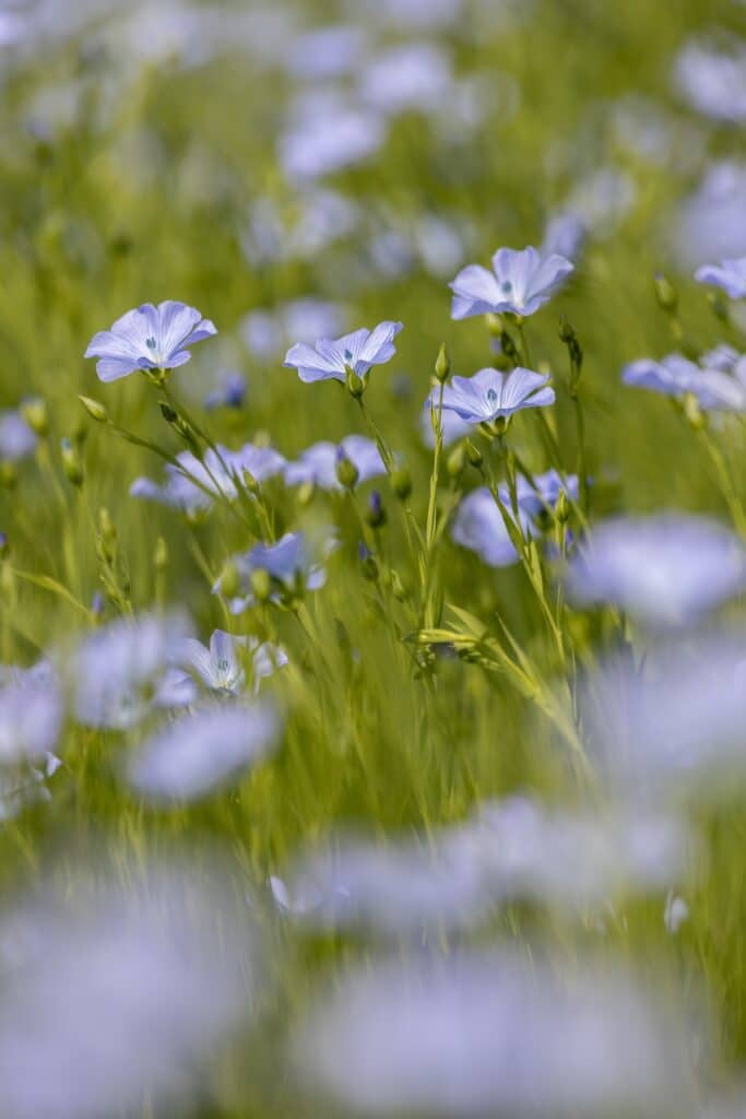 Des fleurs de lin dans un champs.