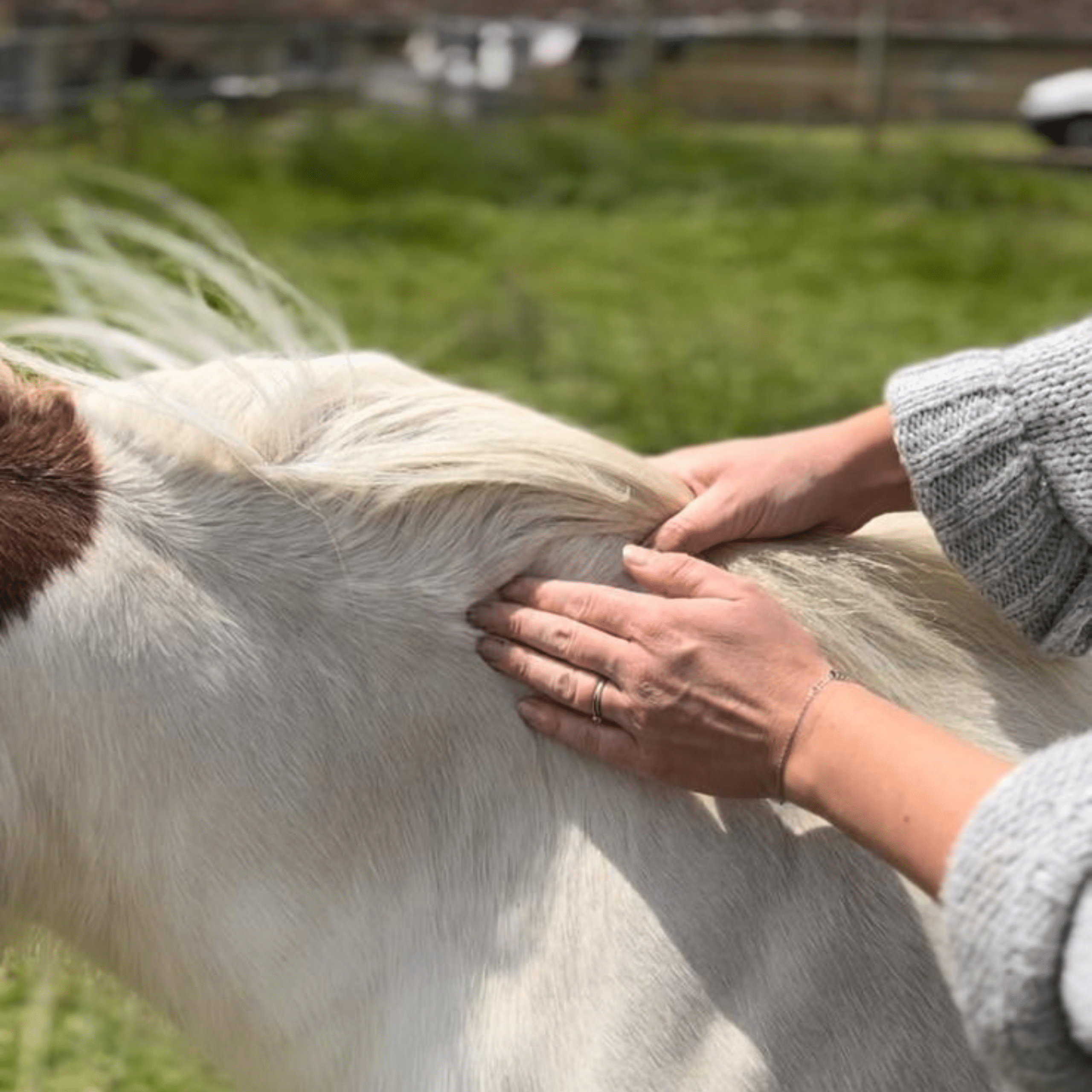Évaluation du score d'état corporel chez un cheval.