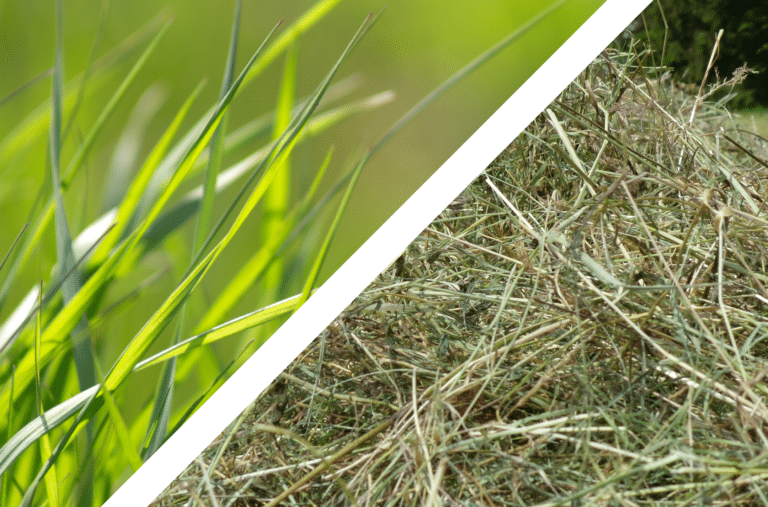 Lire la suite à propos de l’article Entre herbe et foin, quelles différences ?