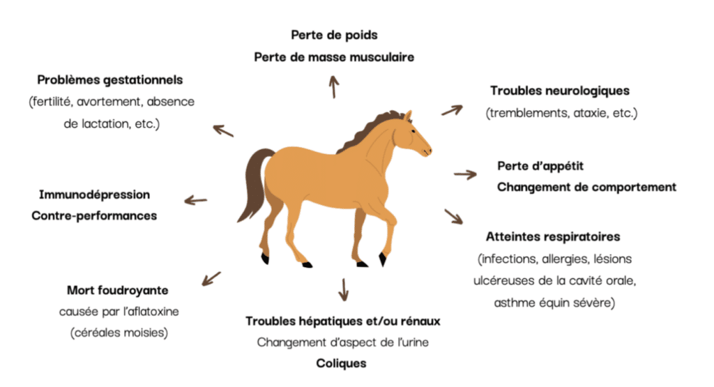 Symptômes d'intoxication aux mycotoxines.