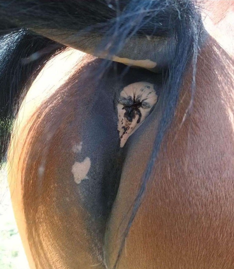 Décoloration sous la queue d'un cheval