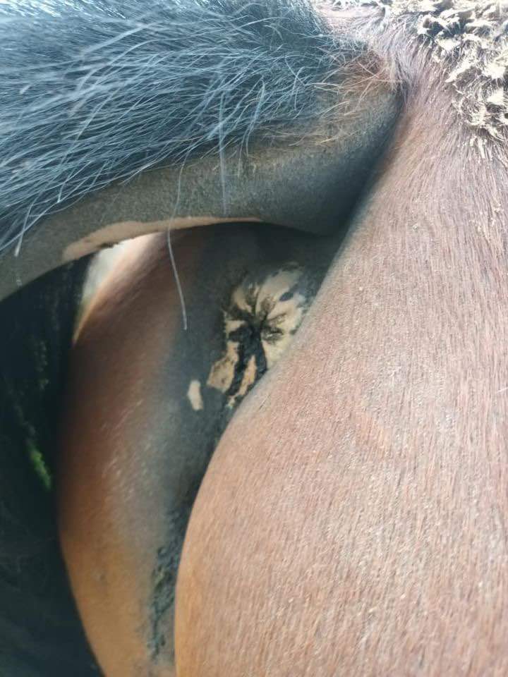 Partie décolorée sous la queue d'un cheval.