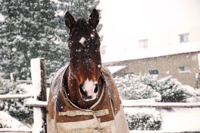 Lire la suite à propos de l’article Garder son cheval en état l’hiver