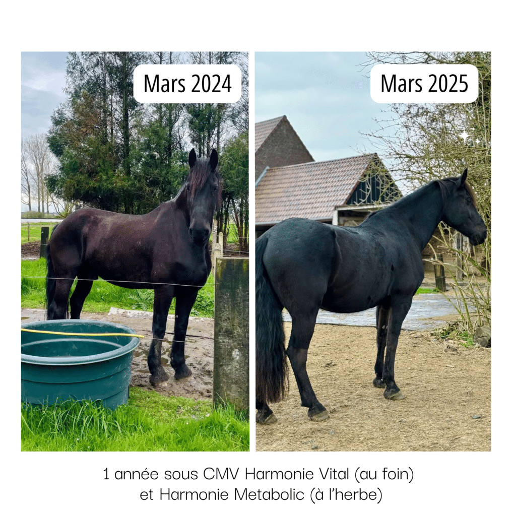 Un cheval avant et après un an de CMV Harmonie Nutrition Equine.