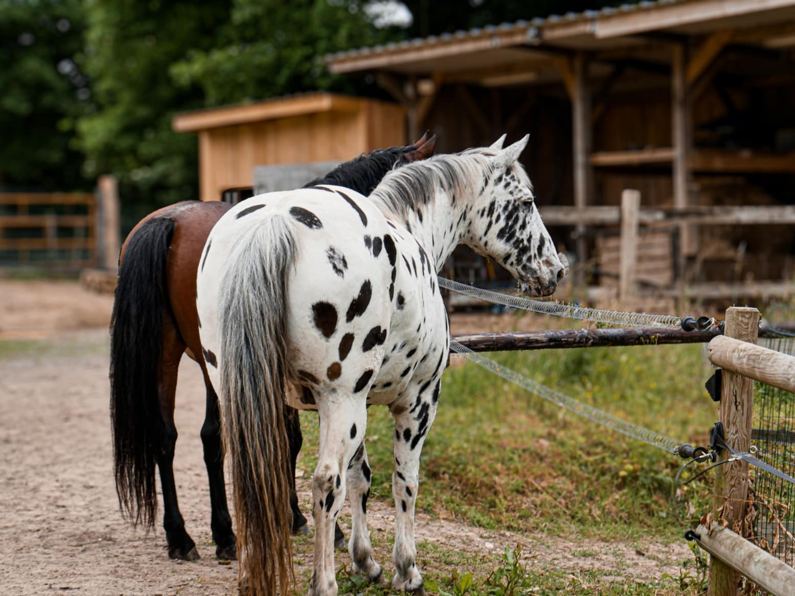 You are currently viewing L&rsquo;alimentation du cheval en surpoids / SME