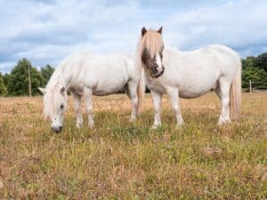 Lire la suite à propos de l’article Le cheval résistant à l&rsquo;insuline en pâture (SME – Syndrome Métabolique Équin)
