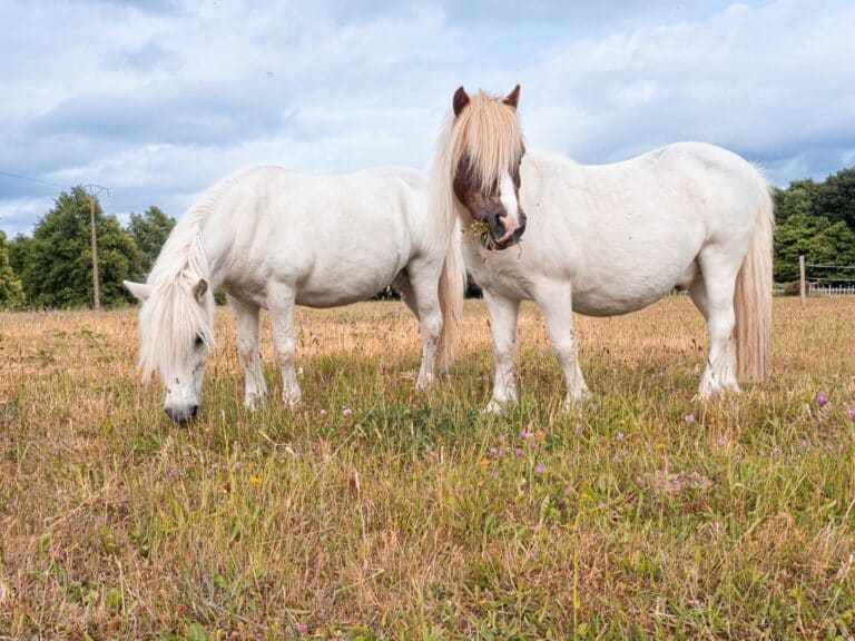 Lire la suite à propos de l’article Le cheval résistant à l&rsquo;insuline en pâture (SME – Syndrome Métabolique Équin)