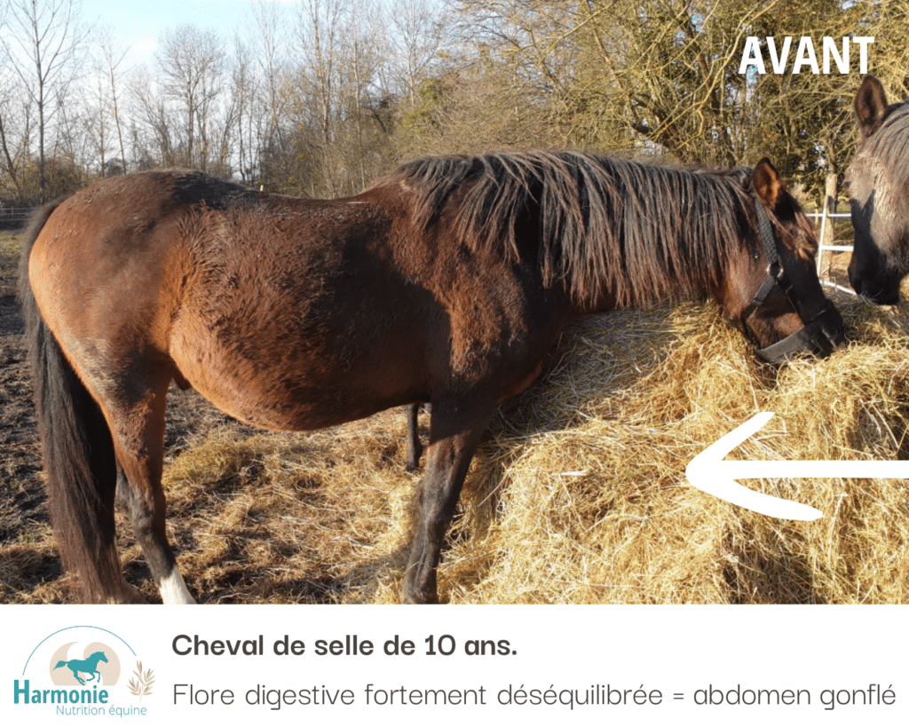 Cheval avant prise de CMV Vital Flore.