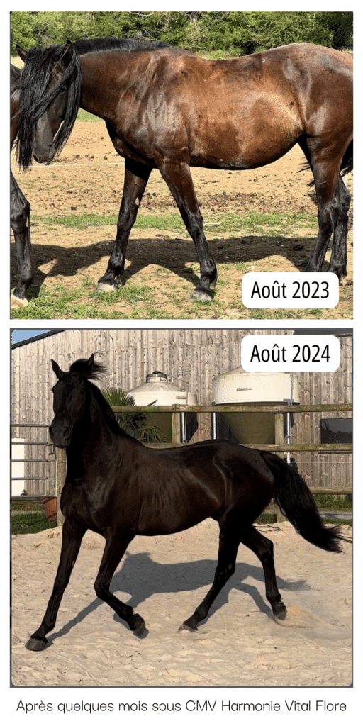 Un cheval avant et après une cure de CMV Harmonie Vital Flore.