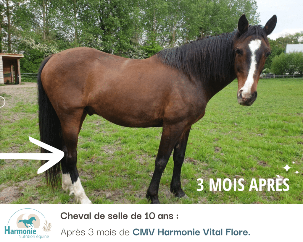 Cheval ayant bénéficié du CMV Harmonie Vital Flore.