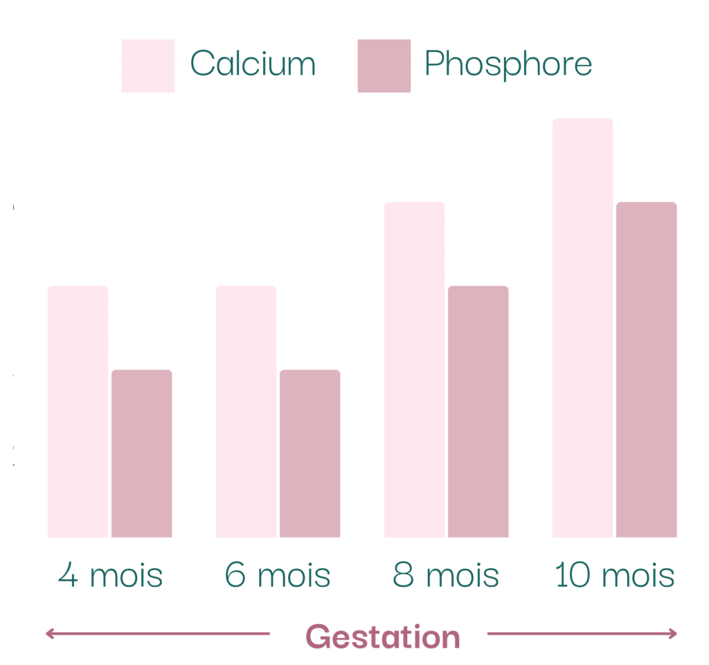 Graphique indiquant les besoins en calcium et en phosphore lors d'une gestation de jument.