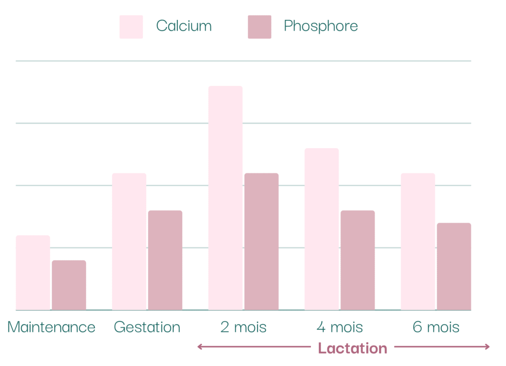 Les besoins en calcium et en phosphore d'une poulinière après la mise bas.