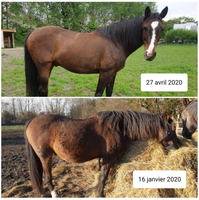 Photo avant et après d'un cheval en surpoids, atteint du syndrome métabolique équin.