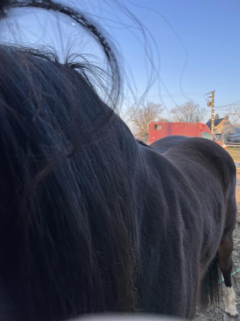 Cheval en surpoids présentant des zones de gras.