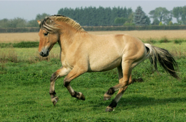 Cheval Fjord en surpoids, atteint de SME