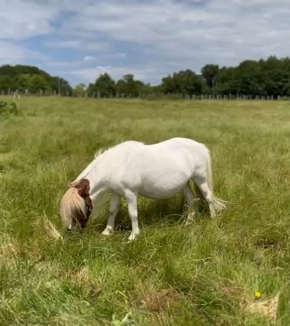 Poney shetland trop gros.