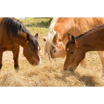 Trois chevaux mangeant du cmv Harmonie optimal et du foin