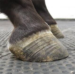 Pied de cheval en fourbure présentant des lignes d’inflammation