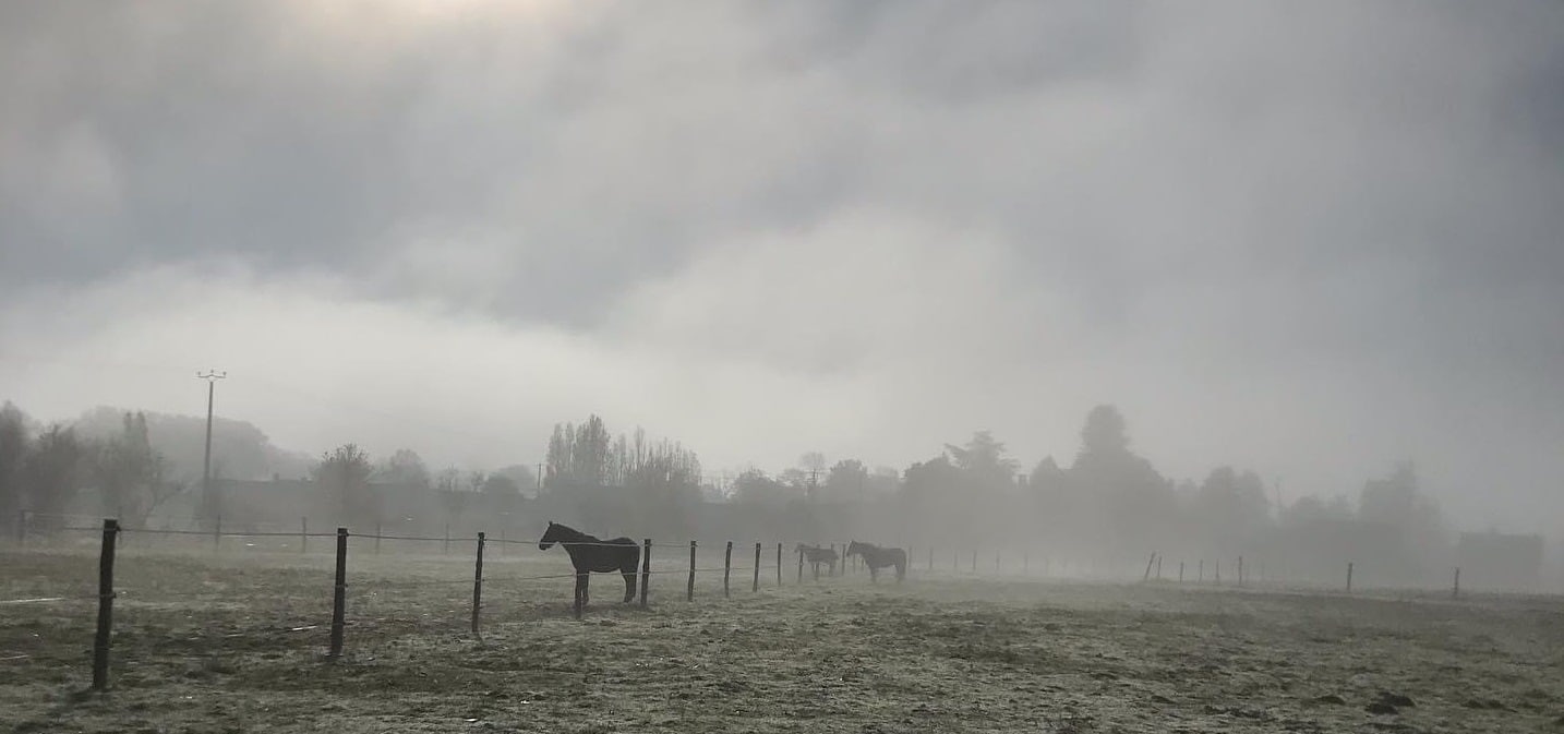 Des chevaux dans leur pré en hiver