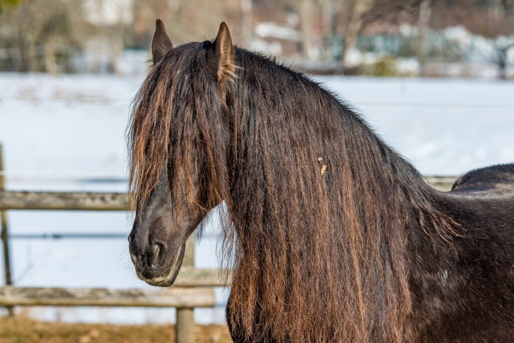 Cheval frison dont les crins ont roussi.