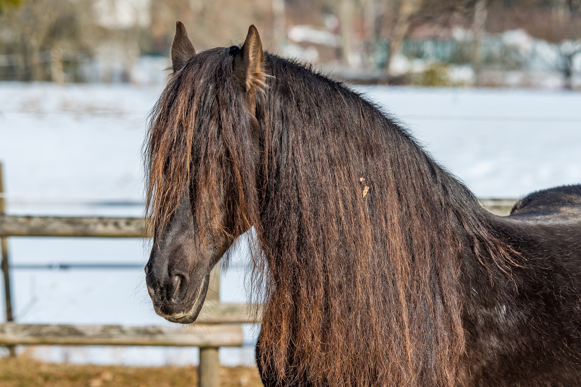 Cheval frison dont les crins ont roussi.