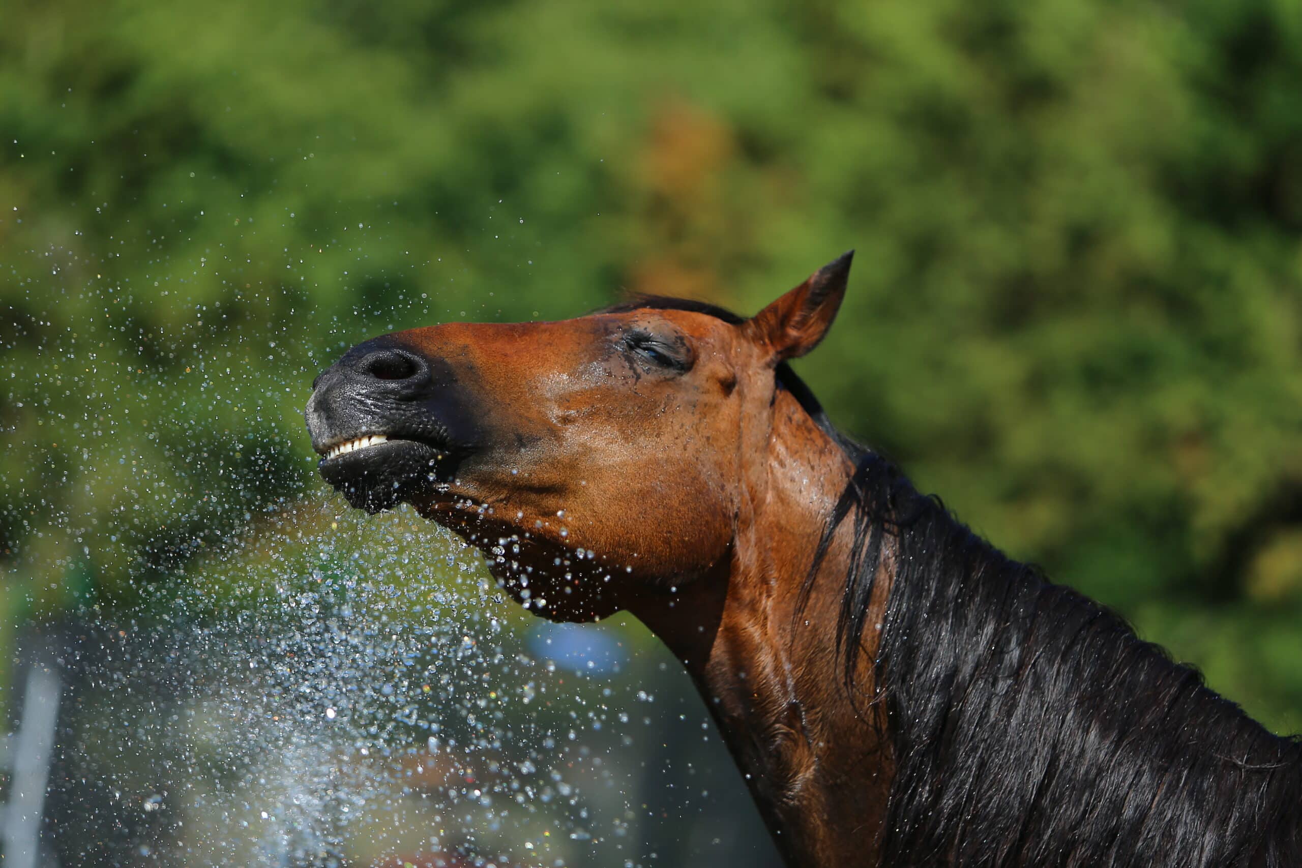 Un cheval profite d'une douche pour éviter la déshydratation.