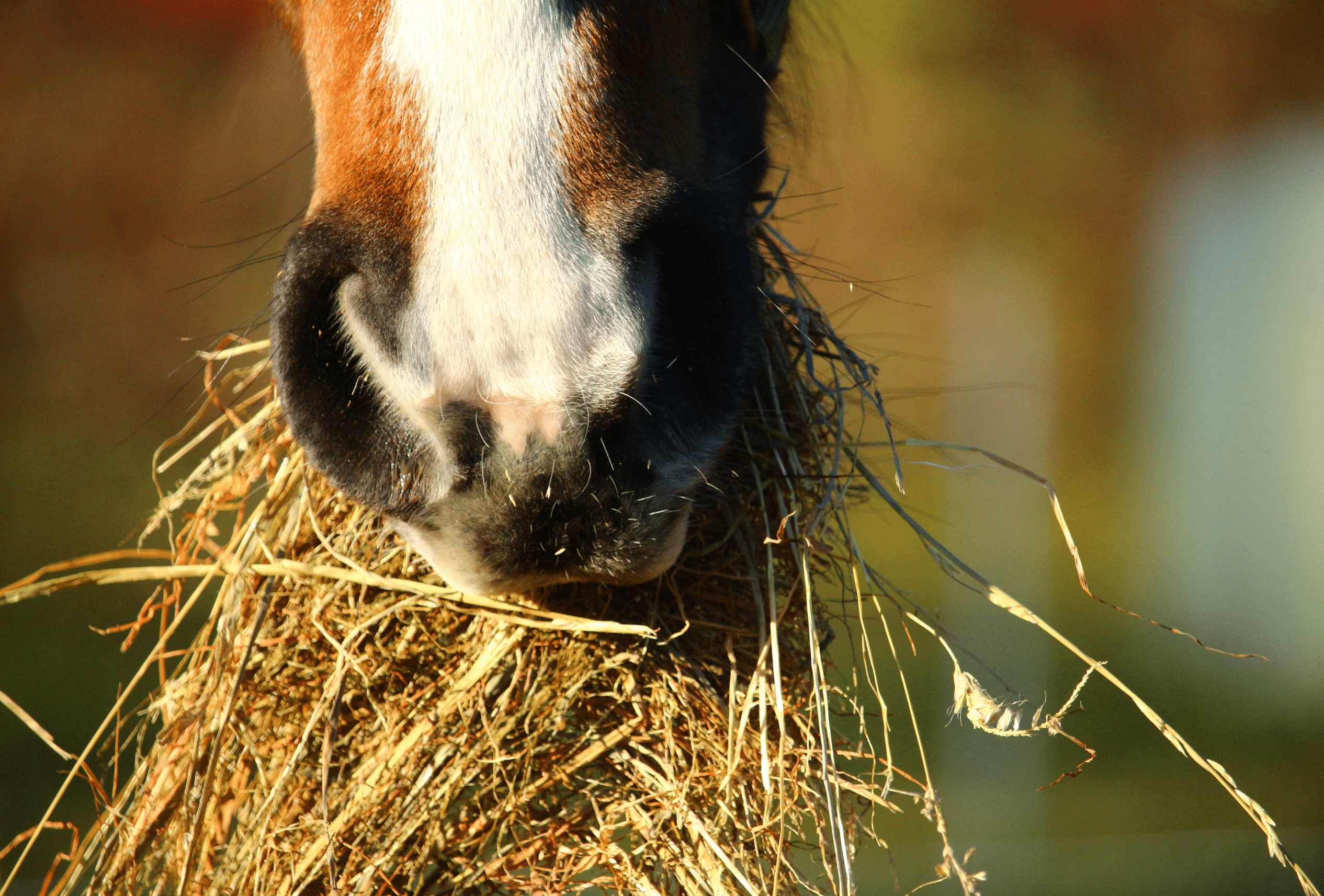 Un cheval qui mange du foin, protégé des myco toxines.