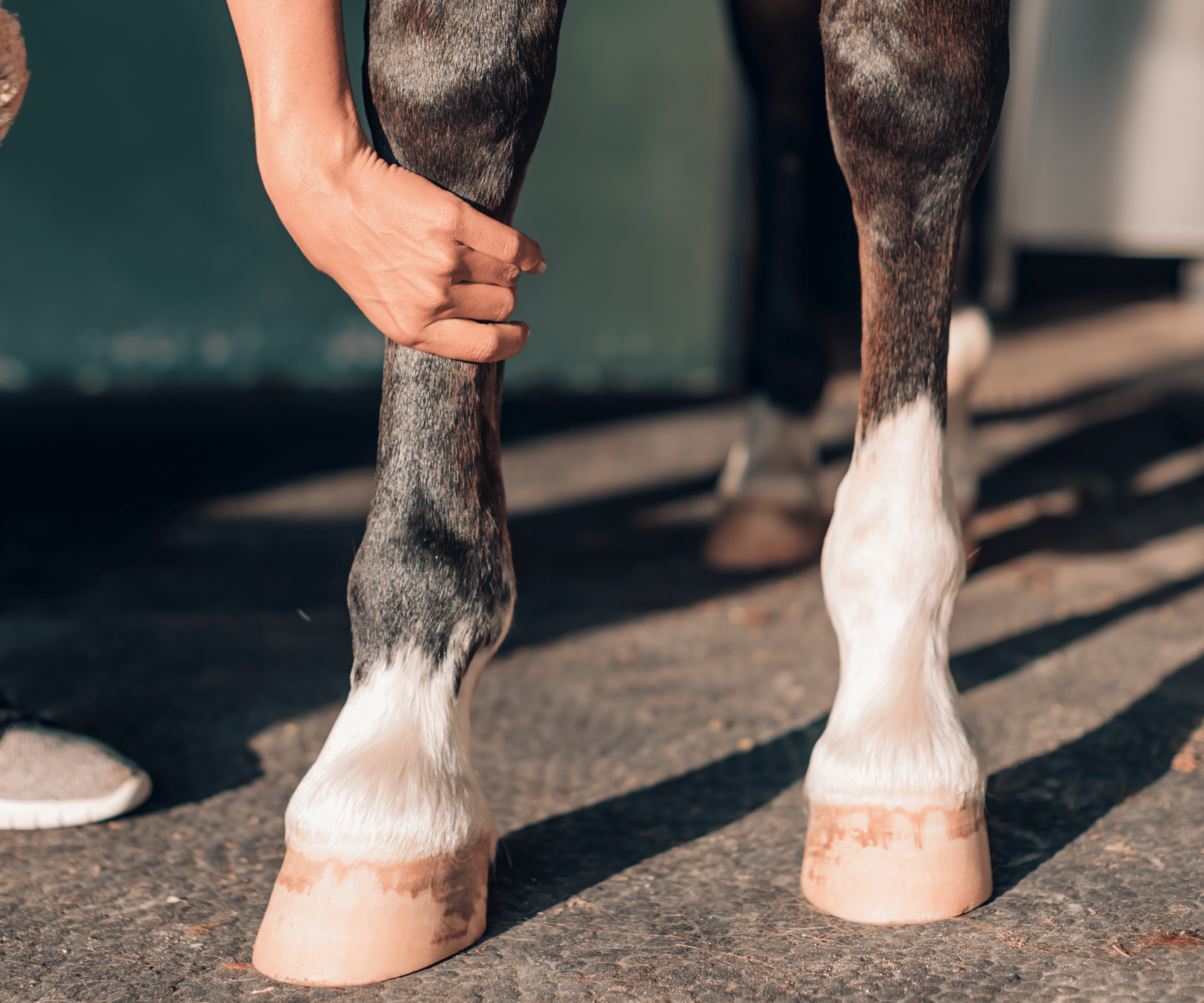 Antérieurs d'un cheval bénéficiant de micronutrition.