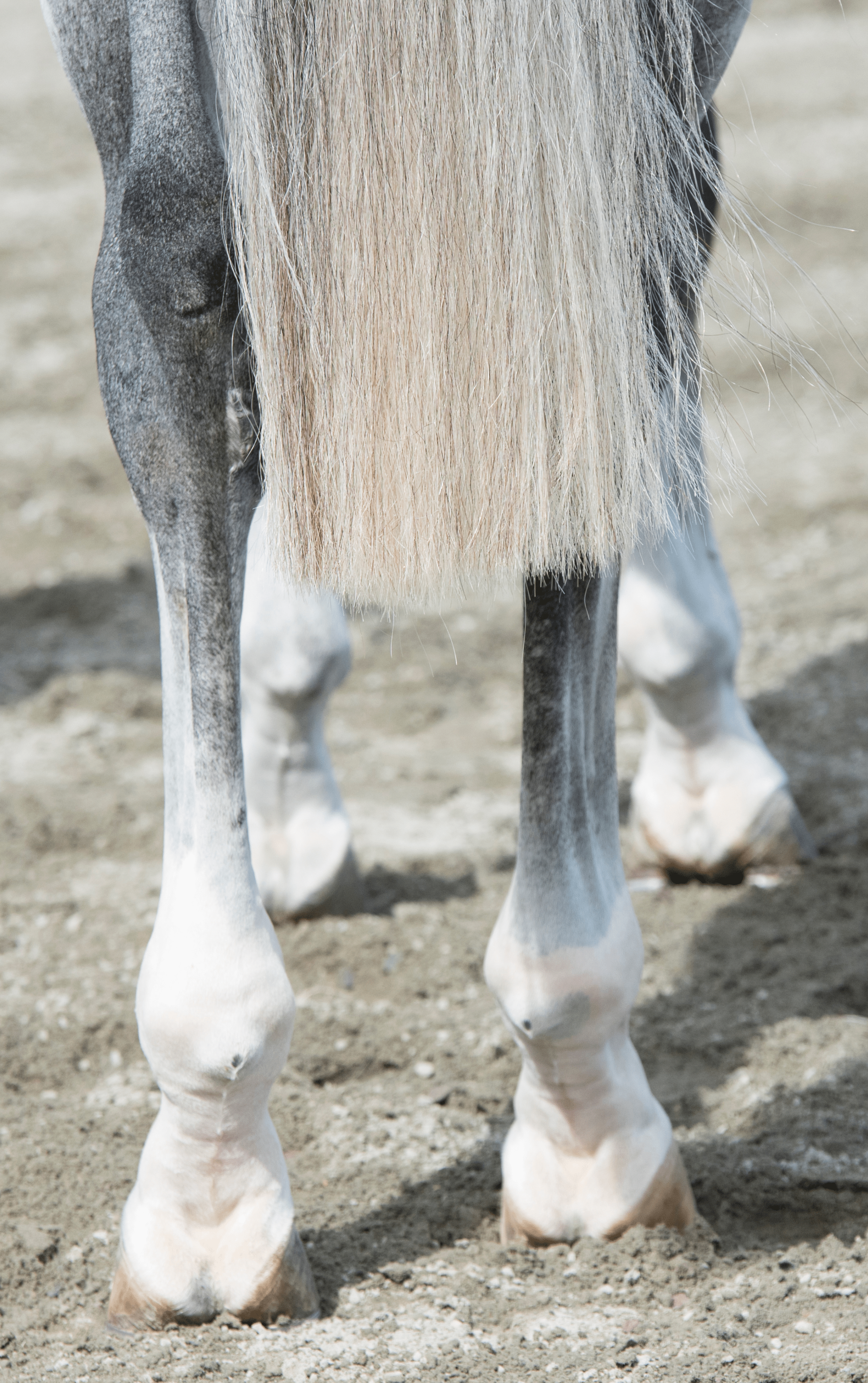 Les membres antérieurs et postérieurs d'un cheval complémenté au CMV Arti Protect.
