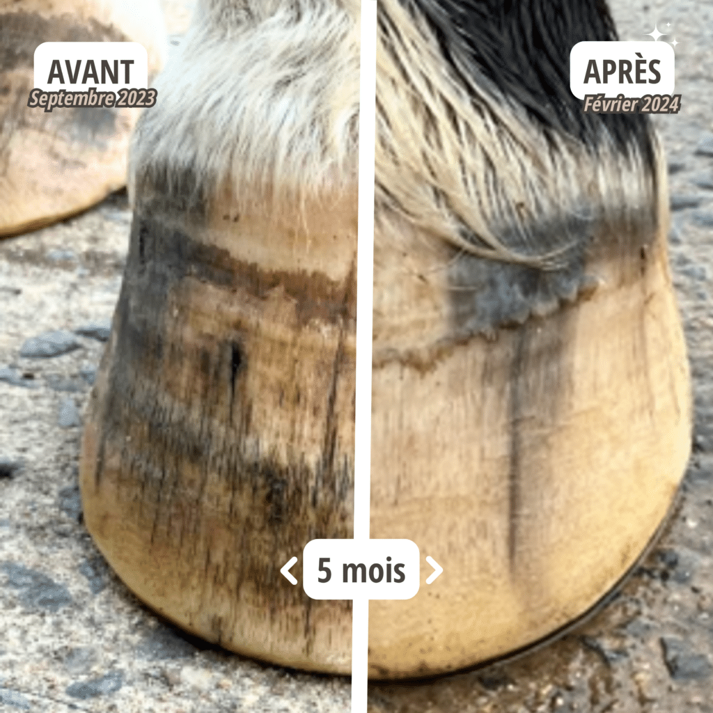 Un sabot avec une carence en soufre.