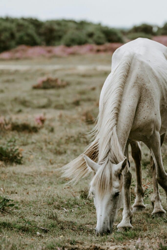 l'importance du magnésium dans l'alimentation du cheval
