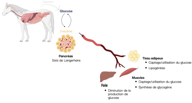 Comment est utilisé le glucose chez le cheval?
