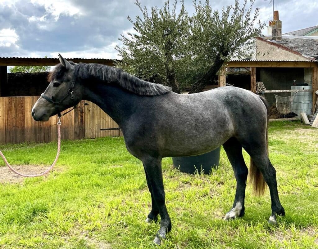 Un cheval à l'état modéré, c'est-à-dire sans excès de gras.