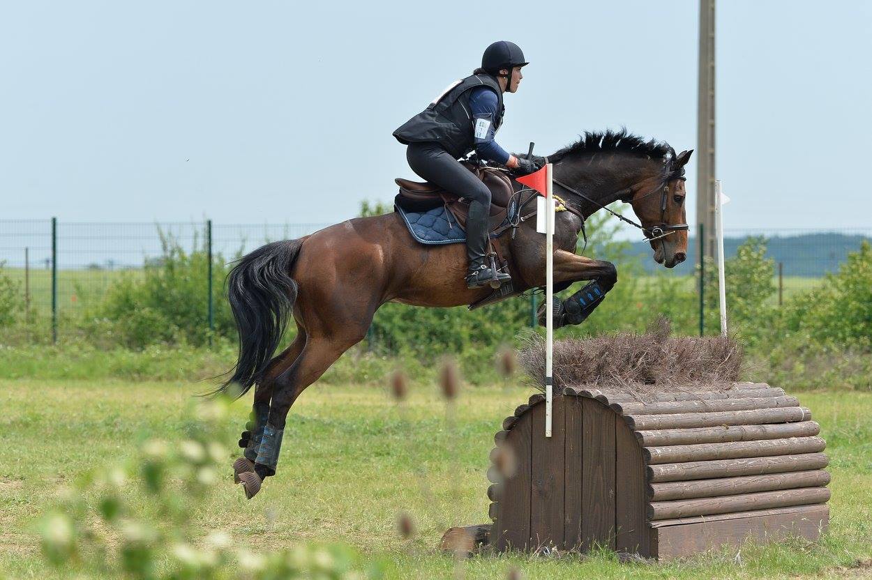 Cheval de concours complet aux apports équilibrés.