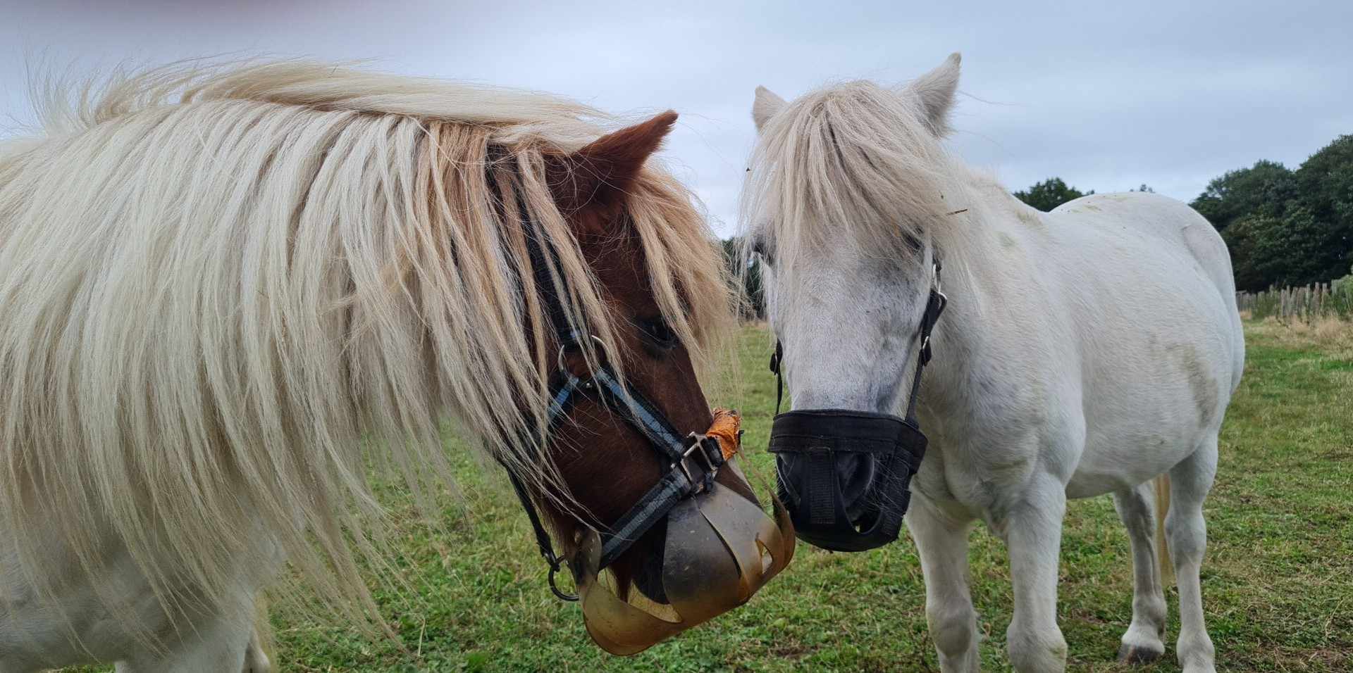 Deux chevaux portant un panier de pâturage.