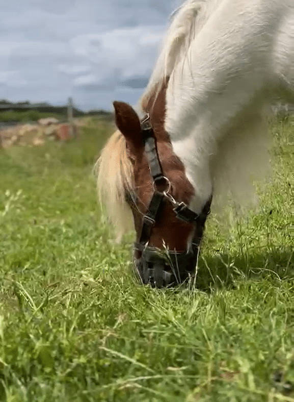 Poney shetland portant un panier de pâturage.