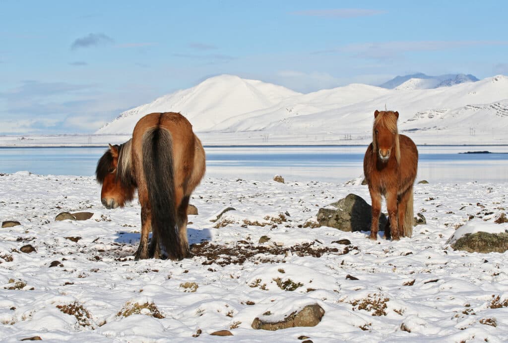 Chevaux islandais dans la neige.