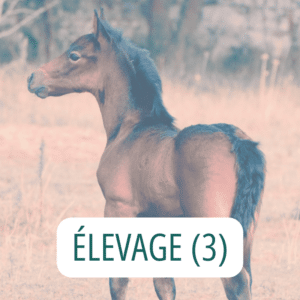 ÉLEVAGE