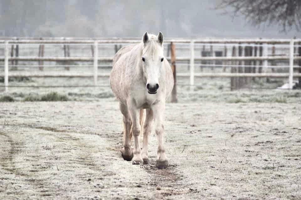 Un cheval gris dans un paddock.