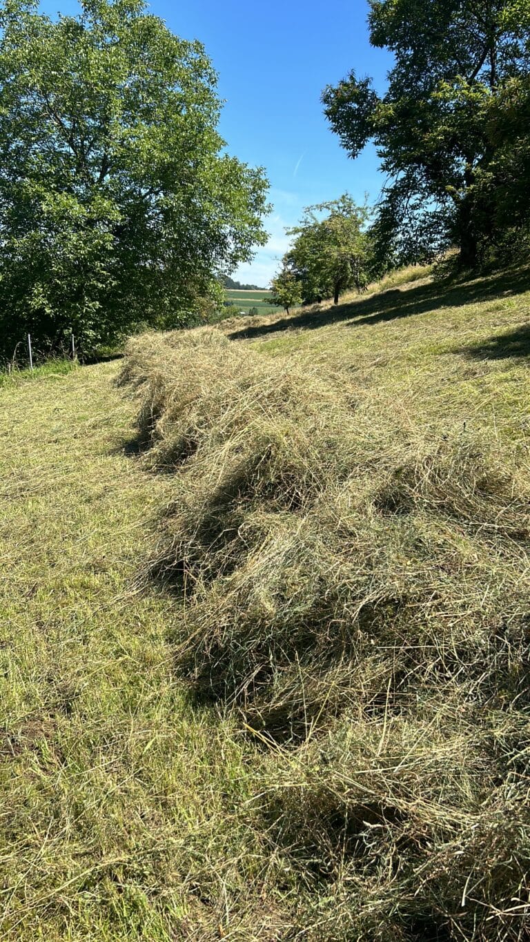 Foin coupé, prêt à être mis en ballots.