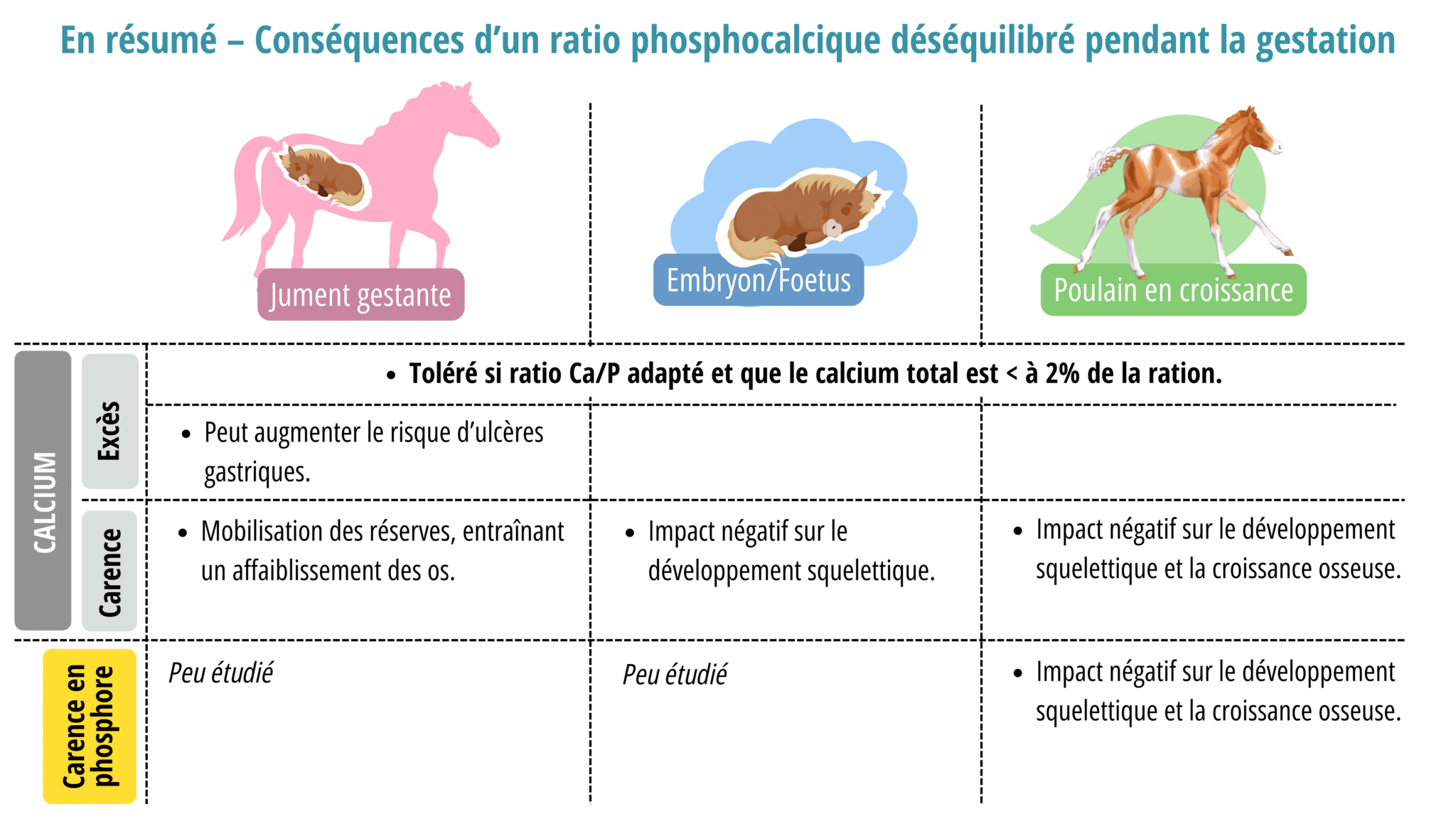 la-compl-mentation-de-la-jument-gestante-la-cl-pour-des-poulains