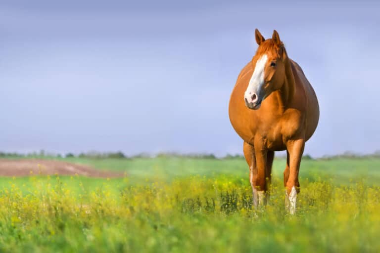 Lire la suite à propos de l’article La complémentation de la jument gestante, la clé pour des poulains sains et performants