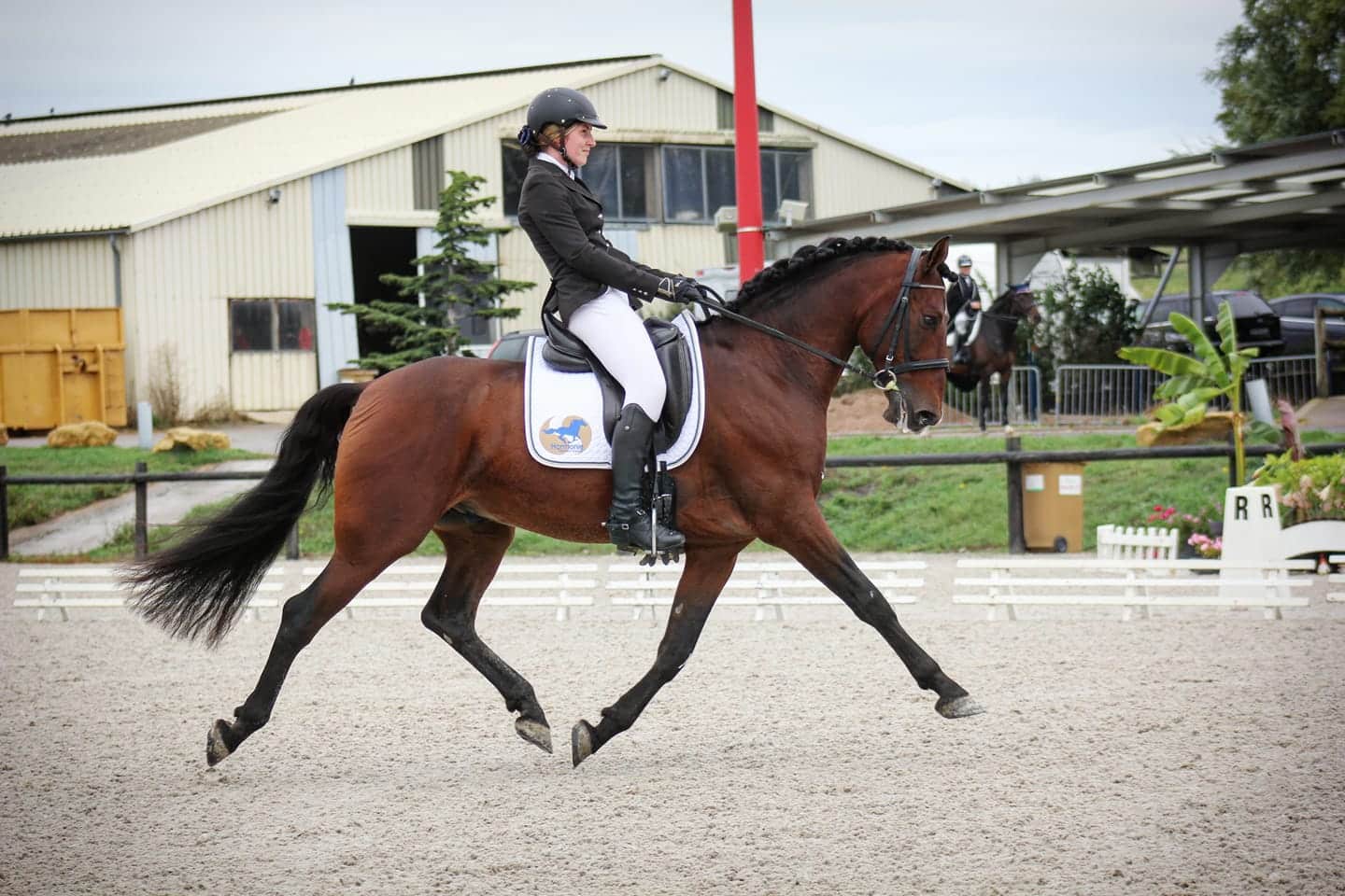Un cheval lors d'un concours en dressage.
