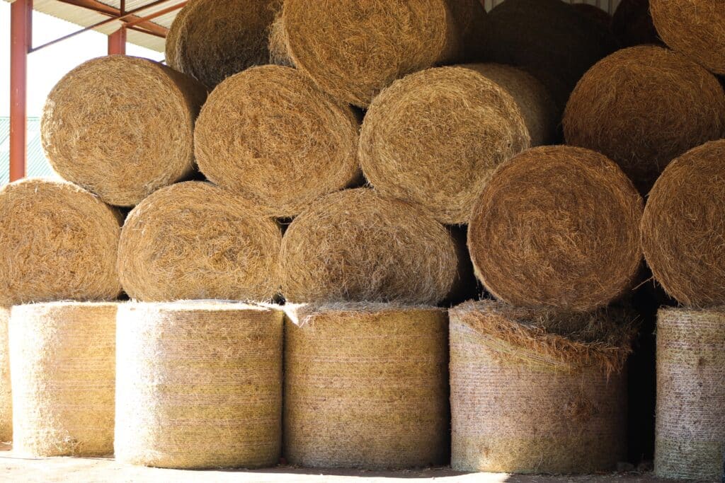 Balles de foin stockées dans un hangar.