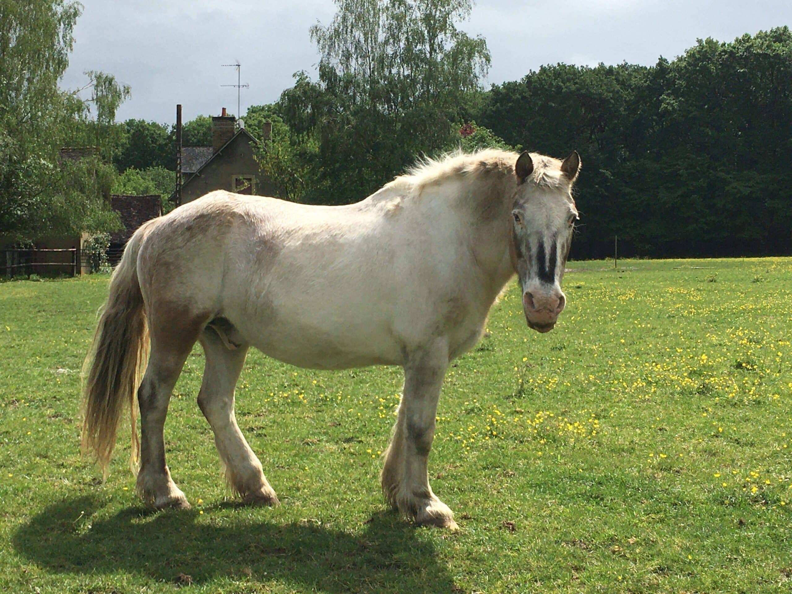 Pinouche, cheval de 30 ans.
