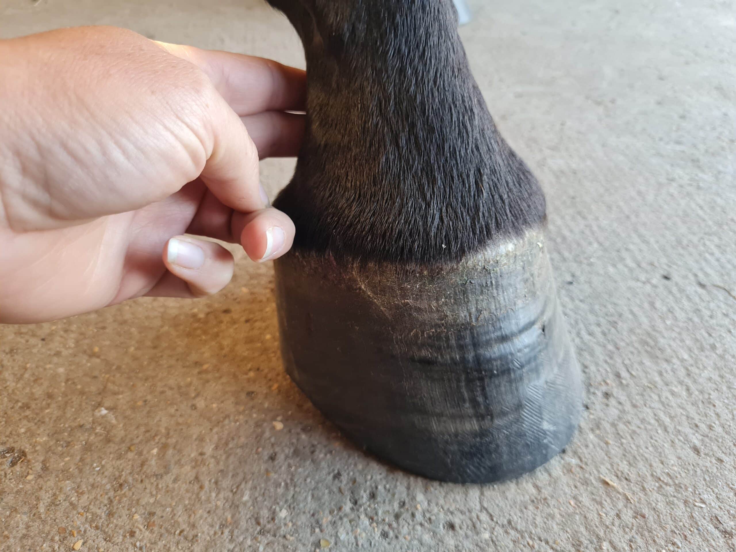 prendre le pouls digité d'un cheval.