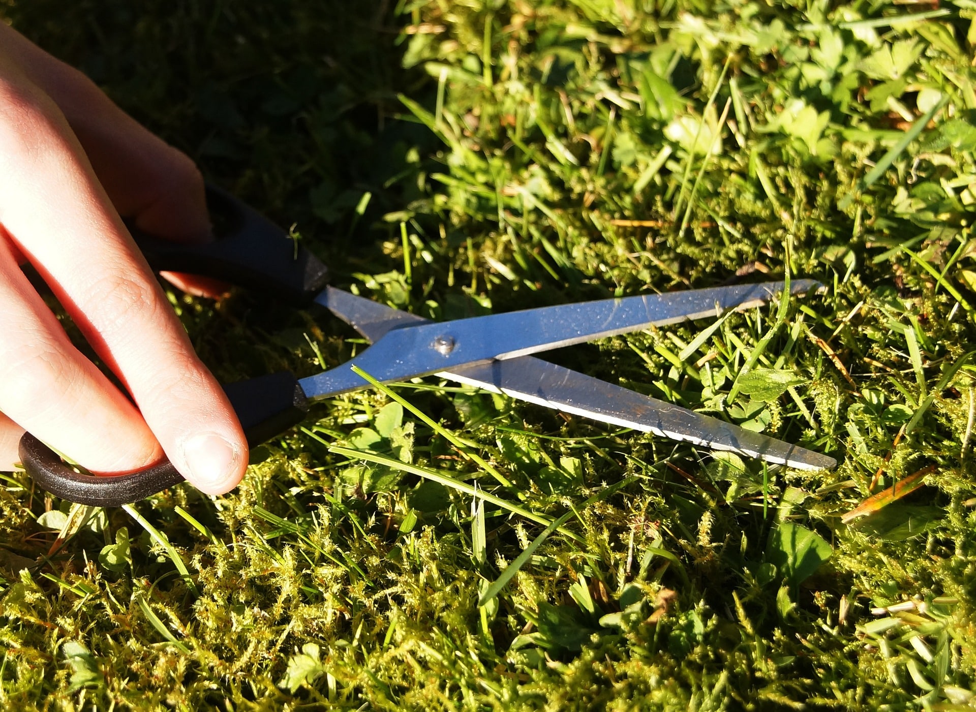 Comment faire un prélèvement d'herbe en vue d'une analyse pour son cheval ?