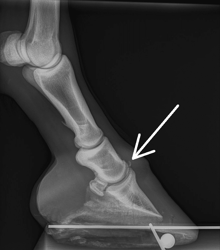 Radiographie d'un pied de cheval avec un OCD.