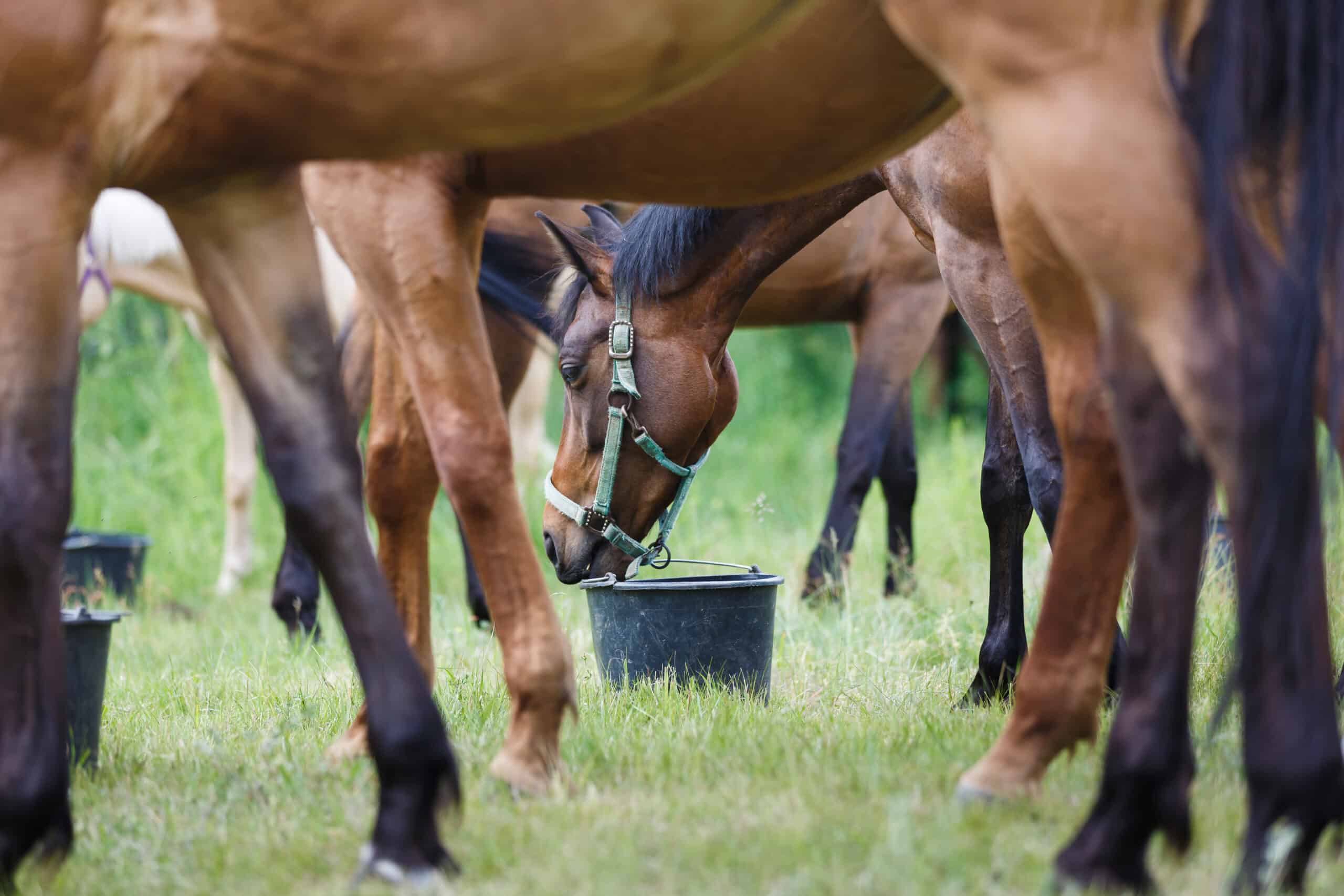 Un troupeau de chevaux est en train de manger.