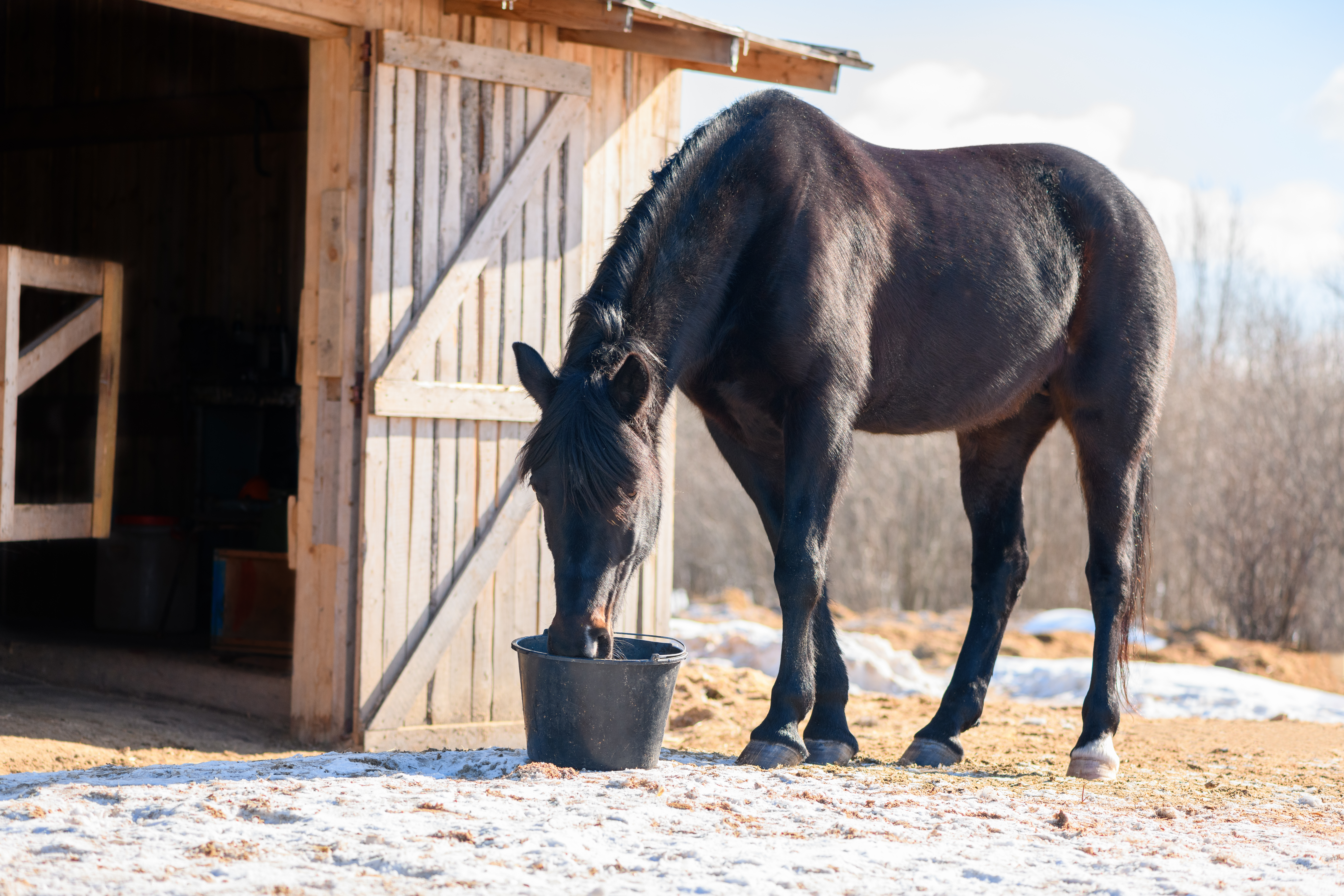 Comment garder son cheval en état l'hiver ?